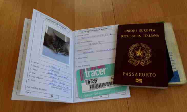 How to fill out the pet passport